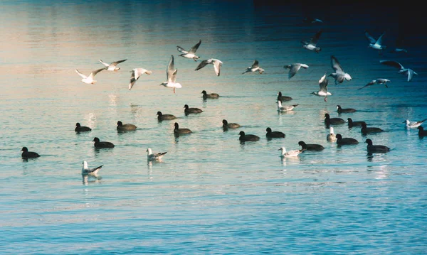 Gruop Fåglar Simma Lugnt Havsytan — Stockfoto