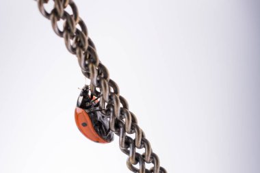 Kırmızı uğur böceği zincir halinde yürüyen güzel fotoğraf