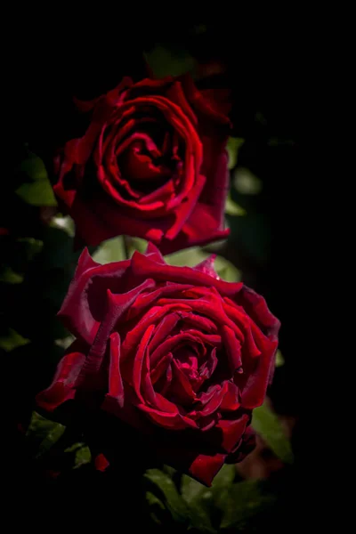 Flores Hermosas Rosas Colores Fondo Del Jardín — Foto de Stock