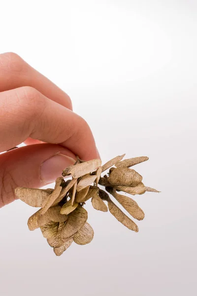 Dry leaves in hand