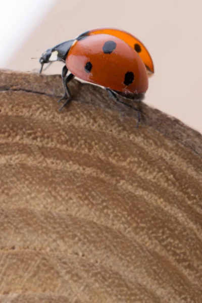 木片の上を歩く赤いてんとう虫の美しい写真 — ストック写真