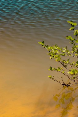 Bahçede çiçek açan genç bir ağaç.