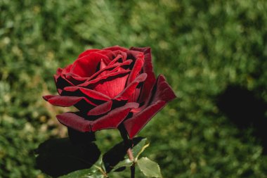 Bahçe arka planında güzel renkli gül çiçeği