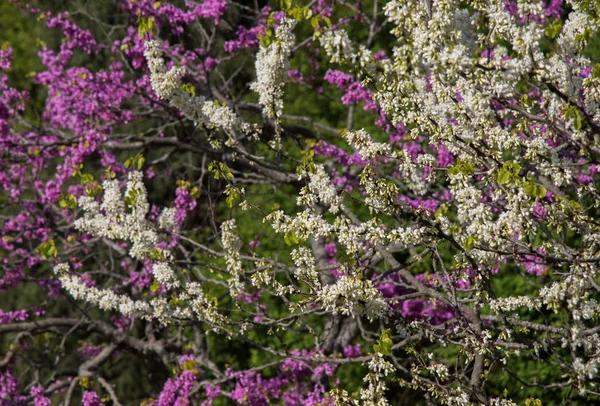 Kleurrijke Bloeiende Wilde Lentebloemen — Stockfoto