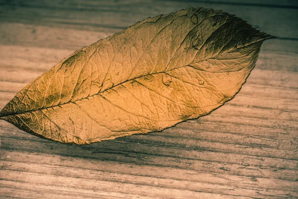 Mano Che Tiene Mano Una Foglia Secca Autunnale Sfondo Grigio — Foto Stock