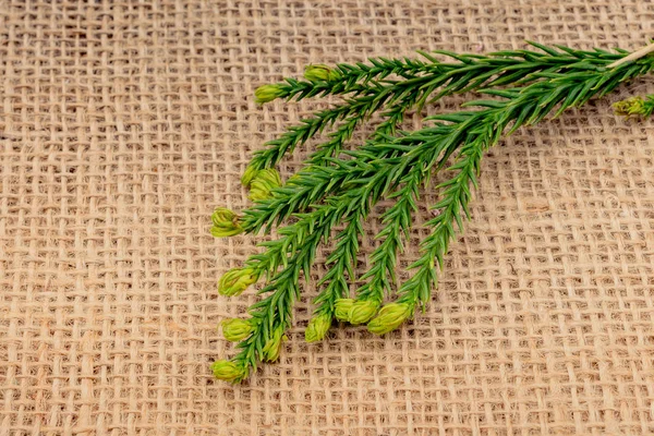 Зелене Листя Розміщено Лляному Полотні — стокове фото