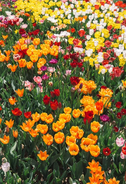 Цветущие Разноцветные Цветы Тюльпана Саду Качестве Цветочного Фона — стоковое фото