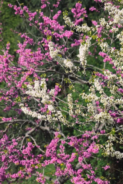 Tavasszal Színes Virágok Nyílnak Fákon — Stock Fotó