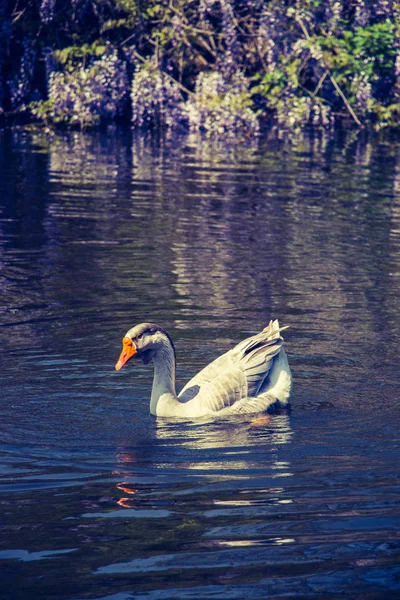 Cisnes Solteiros Vivem Ambiente Natural — Fotografia de Stock