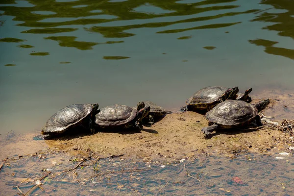 Tartarugas Solitárias Encontradas Junto Lago — Fotografia de Stock