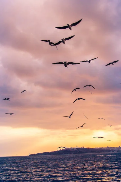 Чайки Летающие Небе Стамбуле — стоковое фото