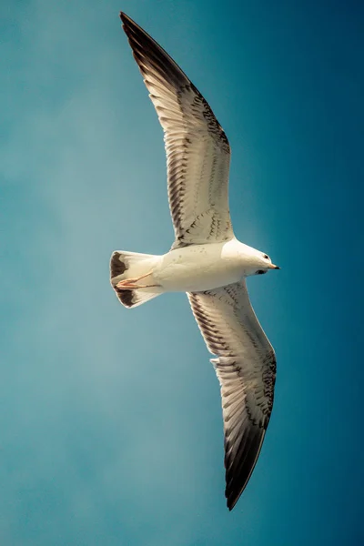 Gaivota Voando Céu Azul Sobre Águas Mar — Fotografia de Stock