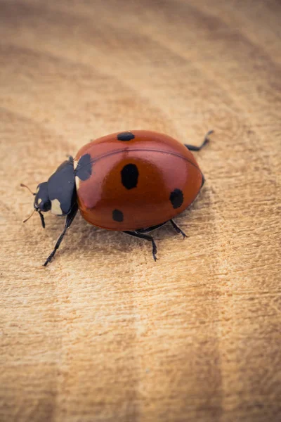 Schönes Foto Von Rotem Marienkäfer Auf Einem Stück Holz — Stockfoto