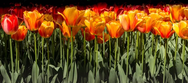 Flores Tulipa Coloridas Florescem Jardim Primavera — Fotografia de Stock