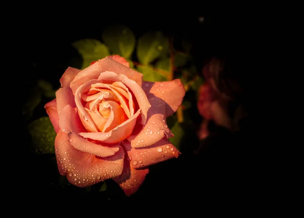 Linda Rosa Colorida Com Gotas Água — Fotografia de Stock