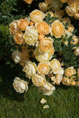 Bahar bahçesinde çiçek açan güzel güller