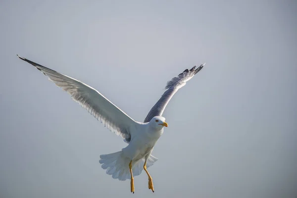 Gaivota Única Voando Céu Como Fundo — Fotografia de Stock