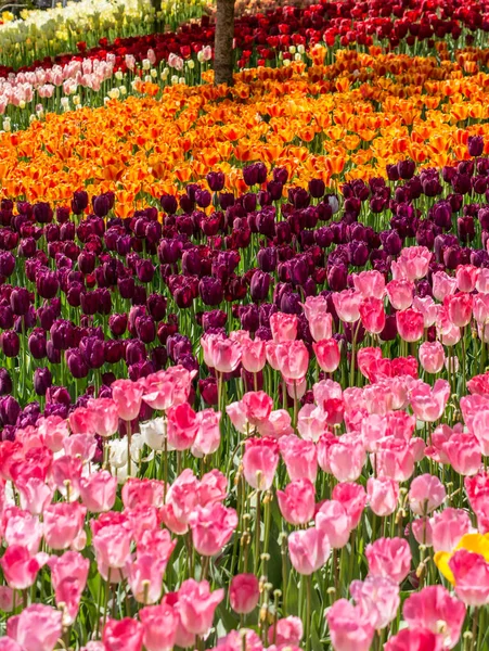 Giardino Con Fiori Tulipano Fiore Nel Giardino Primaverile — Foto Stock