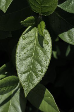 Yeşil yapraklar bir doğa arkaplan dokusu olarak