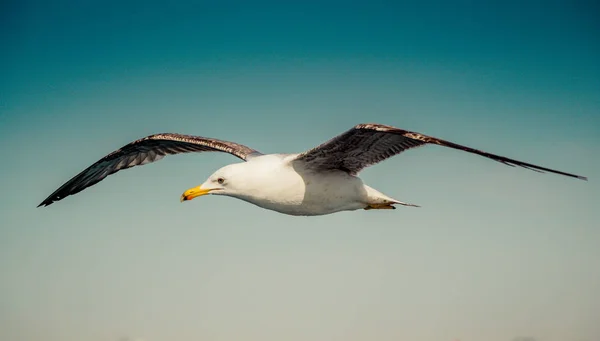 Gaviota Volando Cielo Azul Como Fondo — Foto de Stock