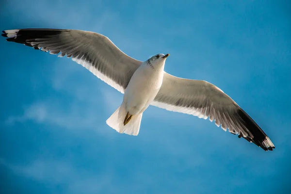 Чайка Летит Голубом Небе Над Морскими Водами — стоковое фото