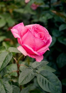 Bahçenin arka planında çiçek açan güzel renkli güller.