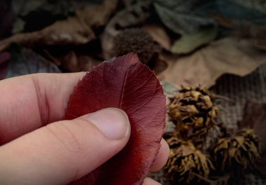 Kuru yaprak yeşil el tutulur