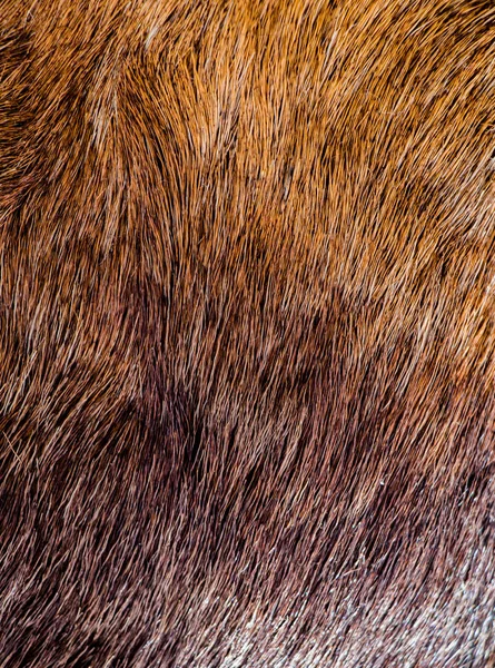 Decorative Animal Fur Background Texture — Stock Photo, Image