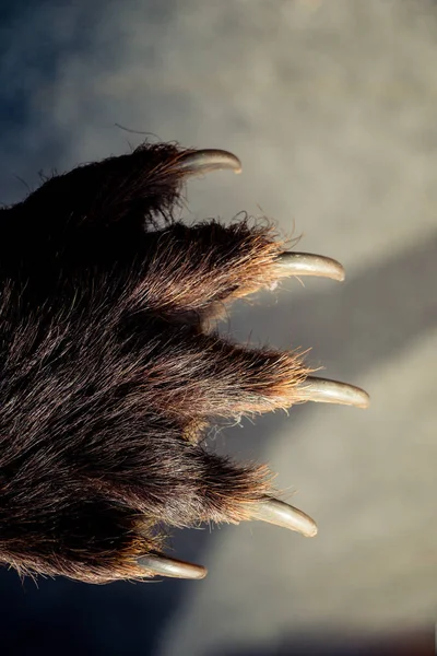 Pata Oso Negro Con Garras Afiladas Vista —  Fotos de Stock