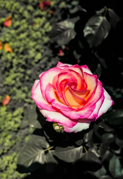 Schöne Bunte Rose Nahaufnahme — Stockfoto