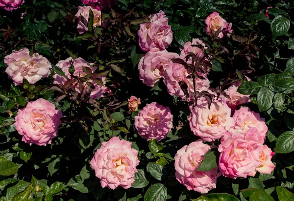 Bella Rosa Colorato Sfondo — Foto Stock