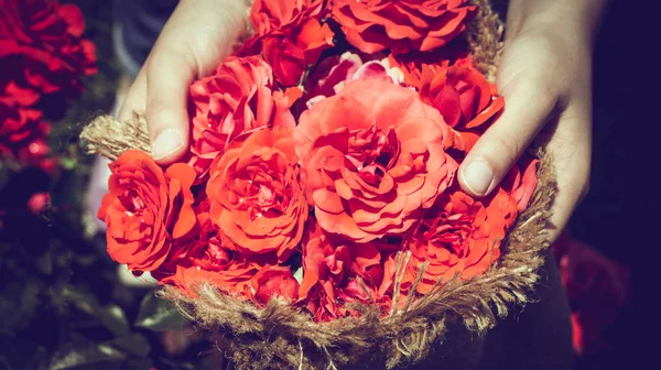Krásné Čerstvé Růže Zabalené Plátnem Ruce — Stock fotografie