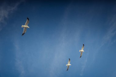 Martılar deniz sularında gökyüzünde uçuyor.