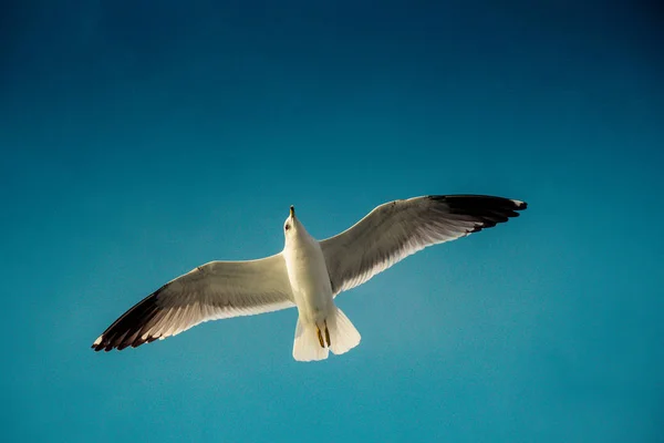 Måsen Flyger Blå Himmel Över Havet Vatten — Stockfoto