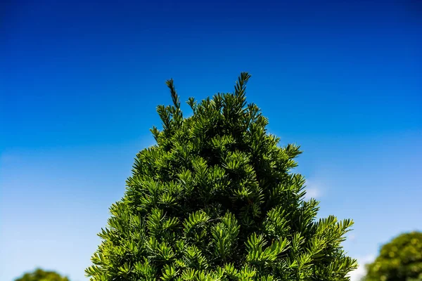 Del Ett Träd Med Löv Trädgård Med Utsikt — Stockfoto