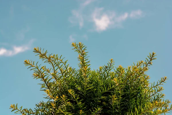 Deel Van Een Boom Bladeren Als Natuurlijke Achtergrondtextuur — Stockfoto