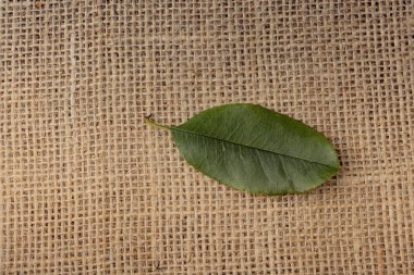 Yeşil yaprak kahverengi keten tuval zemin üzerine