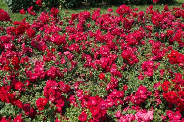 Çiçek arkaplanı gibi güzel renkli güller açıyor.