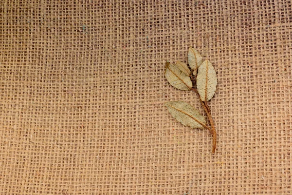 Dry Green Leaves Linen Canvas — Stock Photo, Image