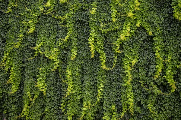 Folhas Verdes Como Textura Fundo Natureza — Fotografia de Stock