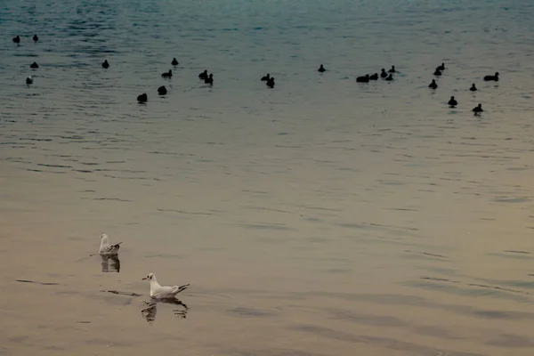 Gruop Birds Swim Calmly Sea Surface — Stock Photo, Image