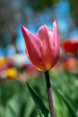 Bahar bahçesinde renkli lale çiçekleri açıyor.