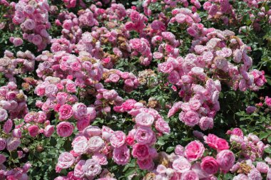 Çiçek arkaplanı gibi güzel renkli güller açıyor.