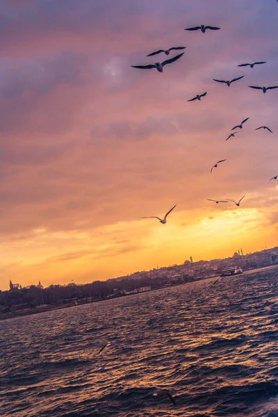 Måsarna Flyger Himlen Istanbul Turkiet — Stockfoto