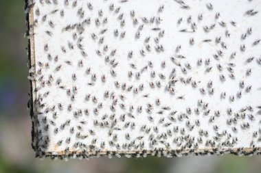 Uçan karınca sürüsü beyaz bir arkaplanda toplanır.