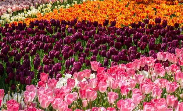 Fioritura Fiori Tulipano Colorati Giardino Come Sfondo Floreale — Foto Stock