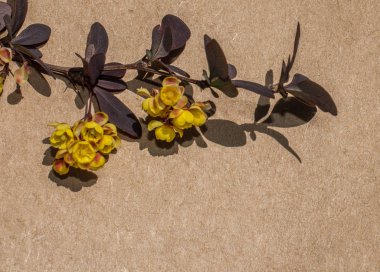 Renkli vahşi bahar çiçekleri sarmal üzerinde bir defter