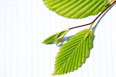 Eline bir defter sayfası bırakır