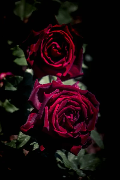 Ανθισμένα Όμορφα Πολύχρωμα Τριαντάφυλλα Στο Φόντο Του Κήπου — Φωτογραφία Αρχείου