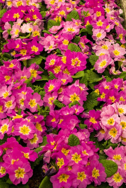 Mooie Kleurrijke Natuurlijke Lente Bloemen Het Oog — Stockfoto